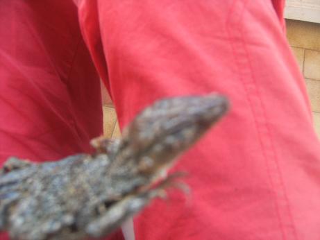 Identificazione di lacertide morto